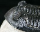 Fantastic Hollardops Trilobite - #15562-4